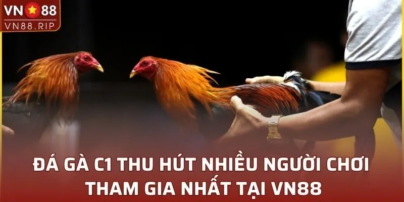 Đá gà C1 thu hút nhiều người chơi tham gia nhất tại VN88