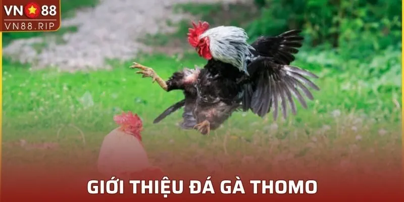 Giới thiệu đá gà Thomo