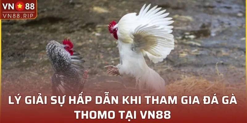 Lý giải sự hấp dẫn khi tham gia đá gà Thomo tại VN88