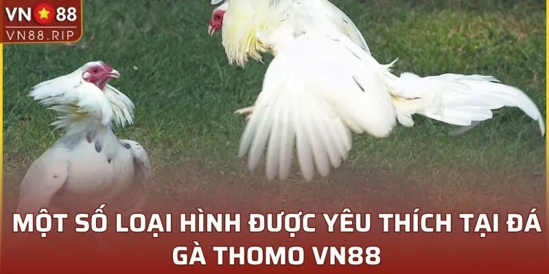 Một số loại hình được yêu thích tại đá gà Thomo VN88