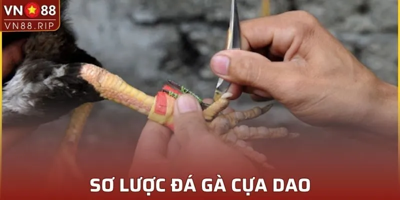 Sơ lược đá gà cựa dao